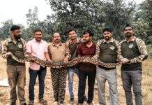 स्वाब संस्थेच्या सर्पमित्रांनी दिले 10 फुट लांबीच्या अजगर सापाला जीवदान