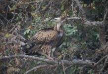 Rare High-Altitude Vultures Recorded in Central India’s Tadoba–Andhari Tiger Reserve