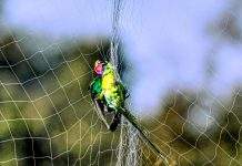 तोतों का अस्तित्व खतरे में: पिंजरे की कैद बन रही आज़ादी पर भारी