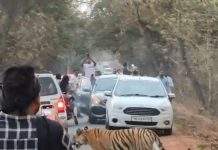 Forest Offence Registered in Viral Tiger Video Case on Moharli–Padmapur Road; Search for Accused Underway