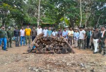 सिंदेवाही वन परिक्षेत्र में T-84 वाघिन की मृत्यु