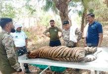 रेल की टक्कर से सिंदेवाही वन परिक्षेत्र में युवा बाघिन शावक की मौत