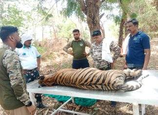 रेल की टक्कर से सिंदेवाही वन परिक्षेत्र में युवा बाघिन शावक की मौत